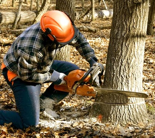 Tree Removal in Snowshoe, WV